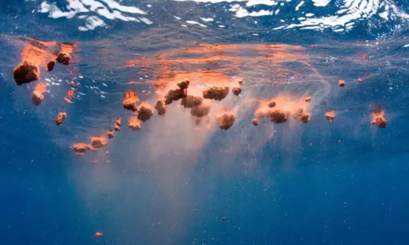 A whale swimming in the ocean releases nutrient-rich fecal matter, contributing to the marine ecosystem's vitality and health.