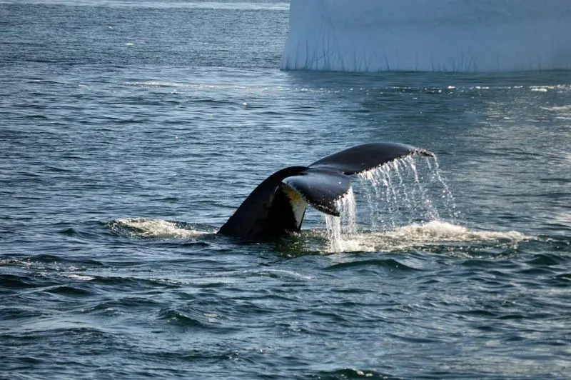 17 Encouraging Endangered Species Success Stories 1 Whale Species