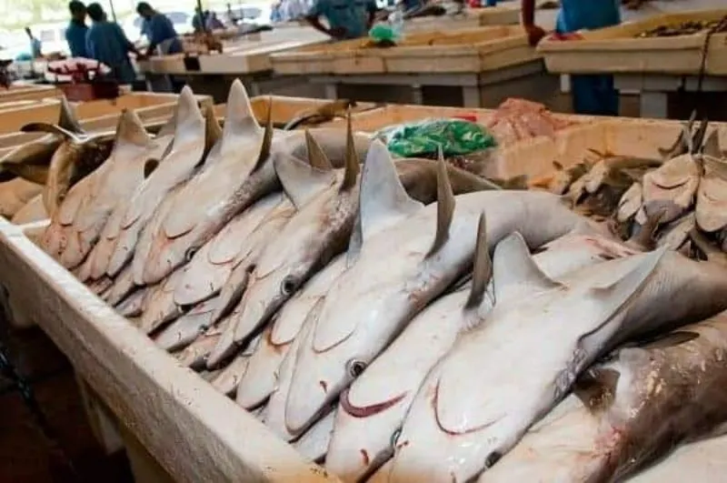 Where Is Shark Finning Legal