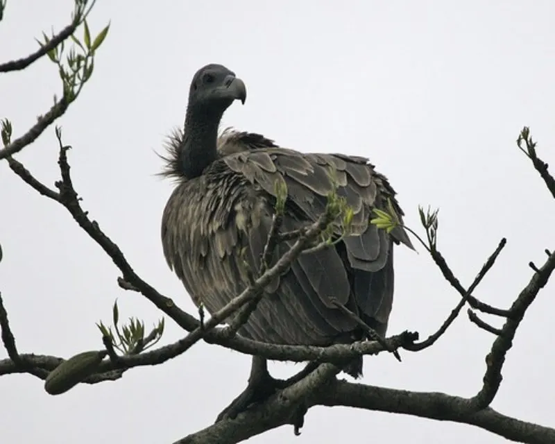 17 Most Endangered Birds Around the World 7 White-Rumped Vulture on a Tree Branch