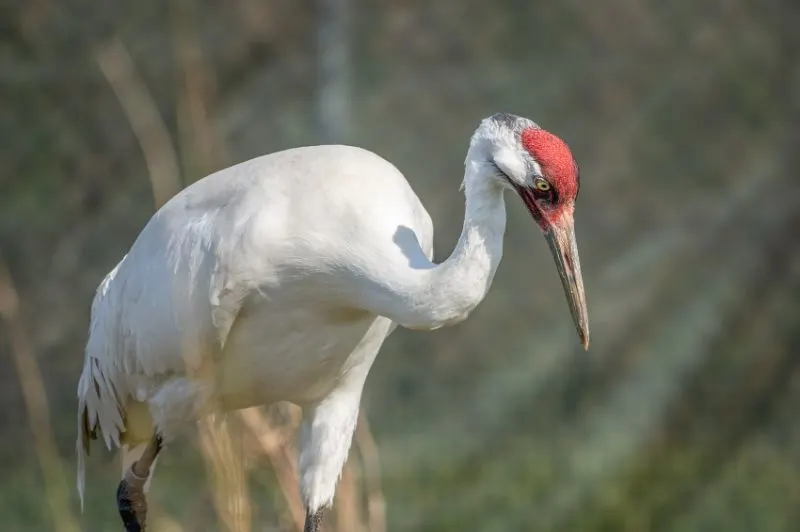 17 Encouraging Endangered Species Success Stories 15 Whooping Cranes
