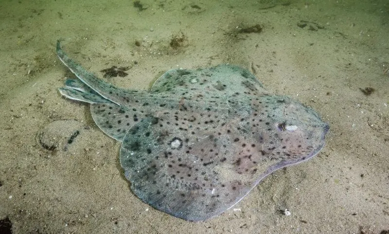 Are Fish Endangered? What You Need to Know 9 Winter Skate