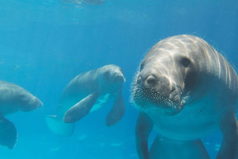 5 Different Types of Manatees to Know