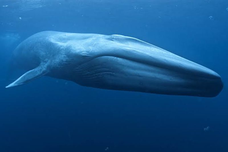 The Blue Whale