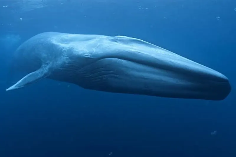 23 Fun, Interesting Facts About Whales 13 The Blue Whale