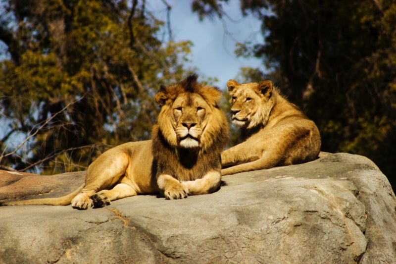 lion, lioness, pair