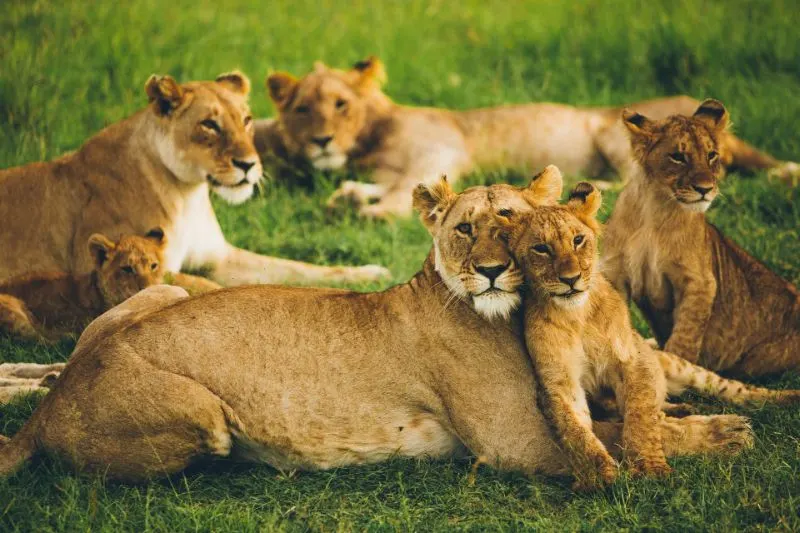 Female lion with her cubs