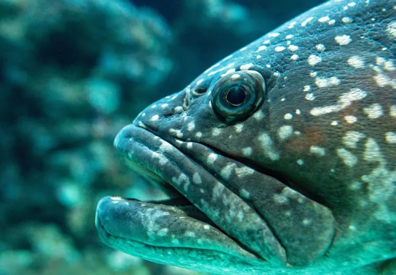 Are Fish Endangered? What You Need to Know 1 fish species endangered