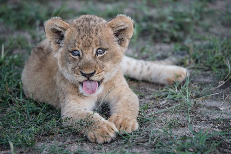 lion, cub, cat