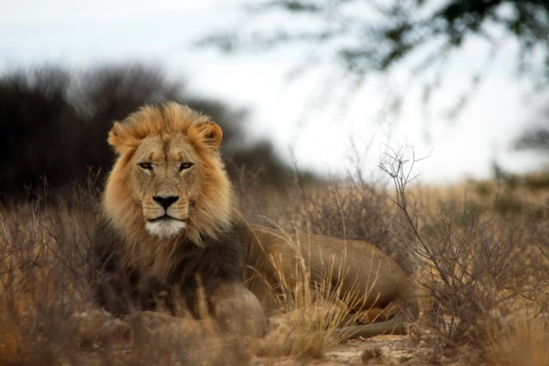 Lion in the savanna