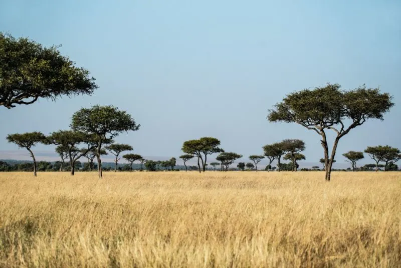 African savanna landscape with wildlife grazing in the distance.