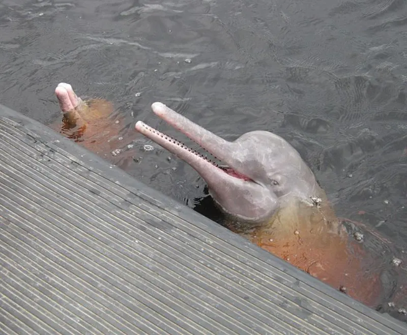 Amazon River Dolphins