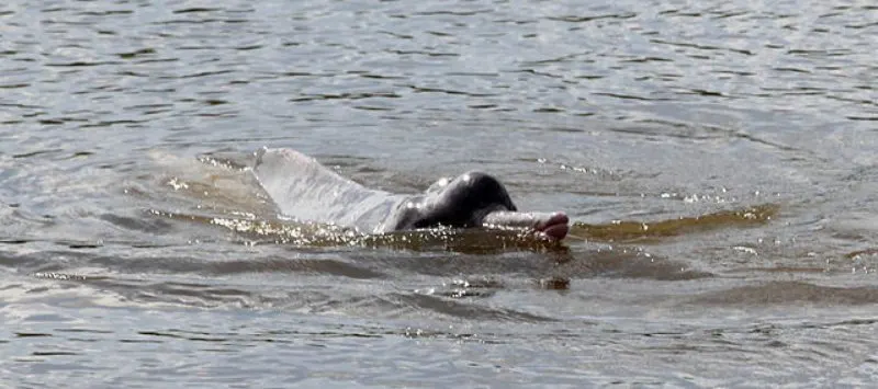 44 Different Types of Dolphins 8 Head of Araguaian River Dolphin