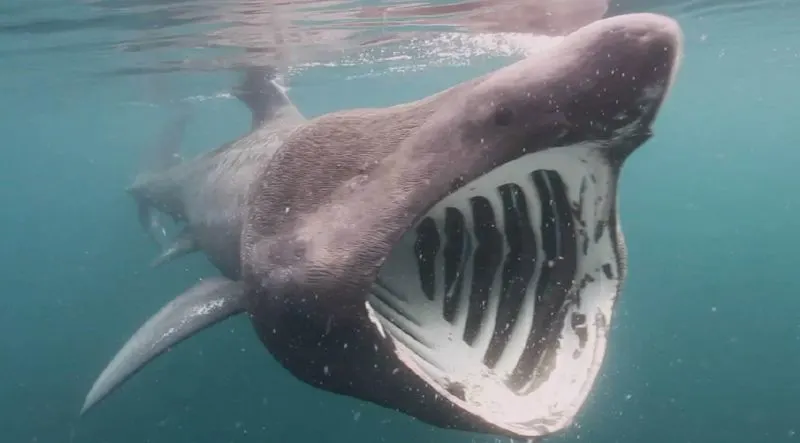 Are Basking Sharks Dangerous