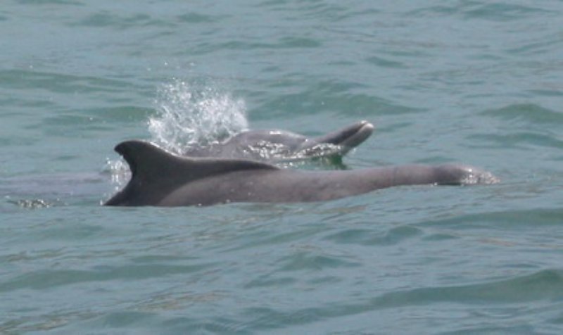 Atlantic Humpbacked Dolphins