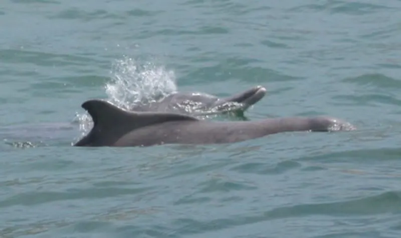 44 Different Types of Dolphins 3 Atlantic Humpbacked Dolphins