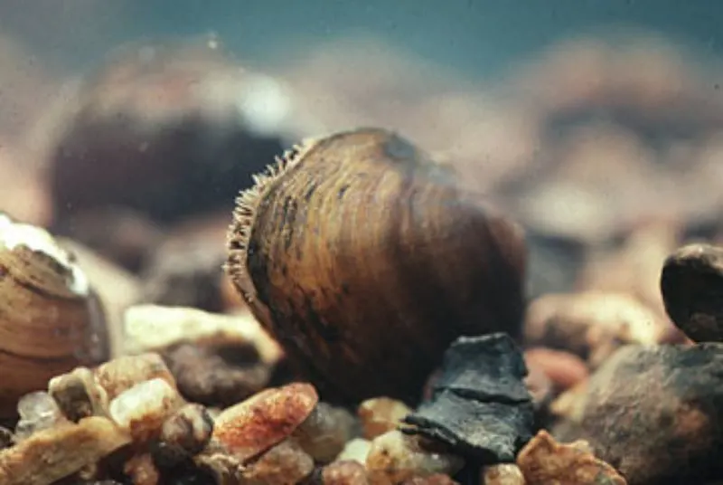 What is a Critical Habitat? Everything You Need to Know 17 Atlantic Pigtoe