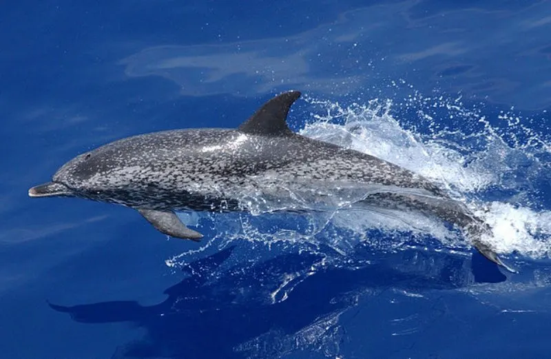 44 Different Types of Dolphins 4 Atlantic Spotted Dolphin
