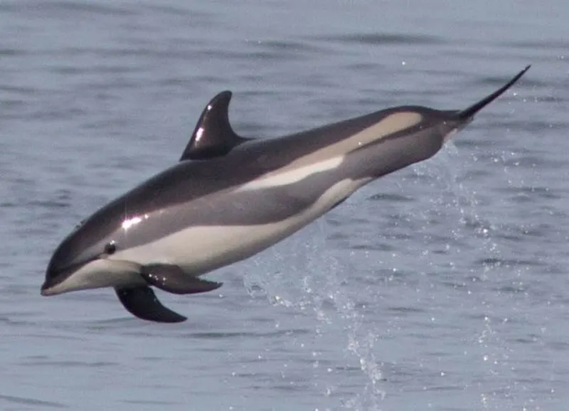 Jumping Atlantic White-Sided Dolphin