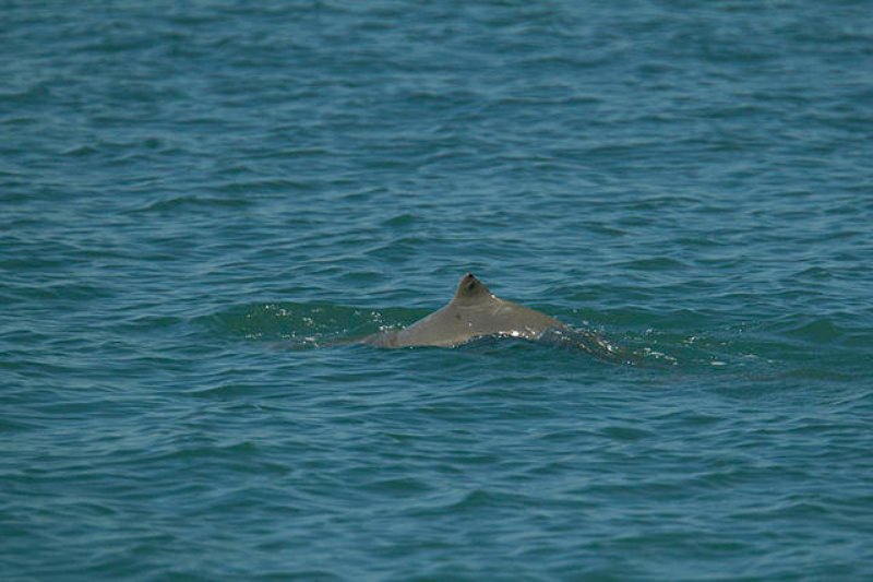 Fin of Australian Snubfin Dolphin
