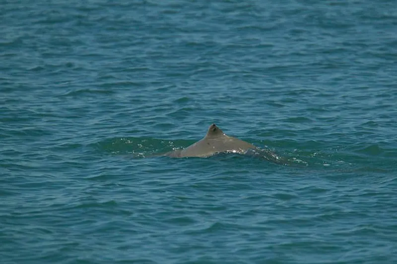 44 Different Types of Dolphins 6 Fin of Australian Snubfin Dolphin