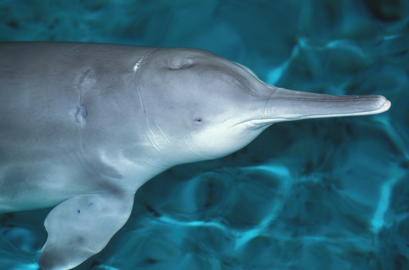 Baiji White Dolphin