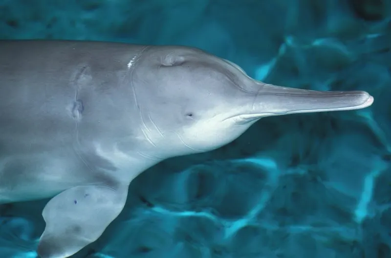 44 Different Types of Dolphins 9 Baiji White Dolphin