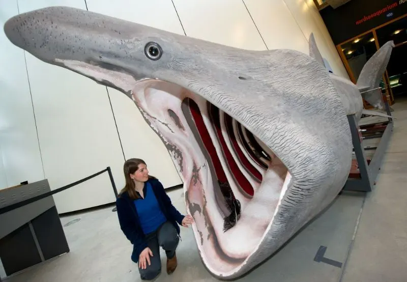 Basking Sharks Appearance