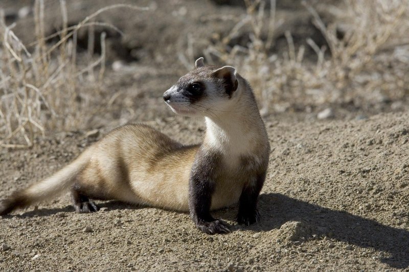 Black-Foot Ferrets in the Wild