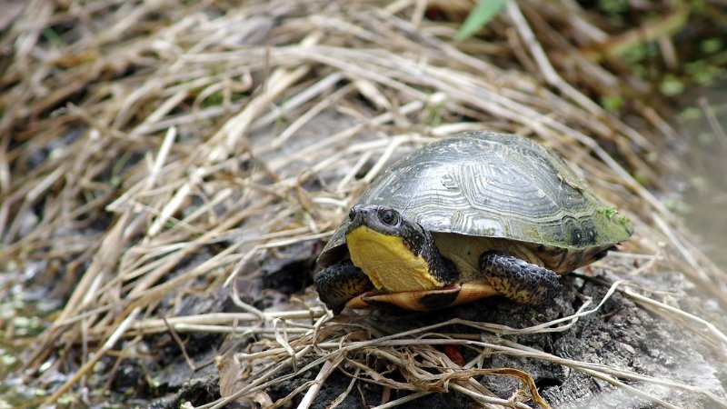 Blanding's Turtle in the Wild