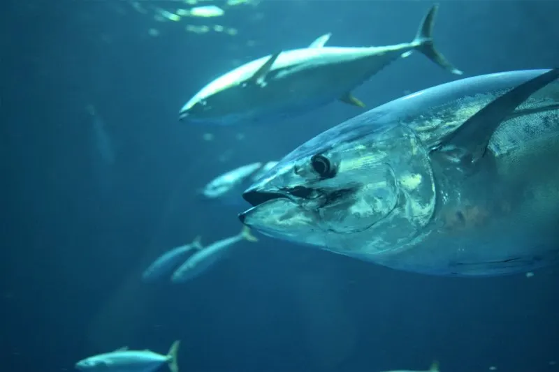 What is a Critical Habitat? Everything You Need to Know 7 Bluefin Tunas