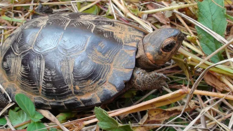 Bog Turtle