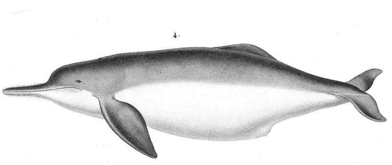 44 Different Types of Dolphins 11 Bolivian River Dolphin Illustration