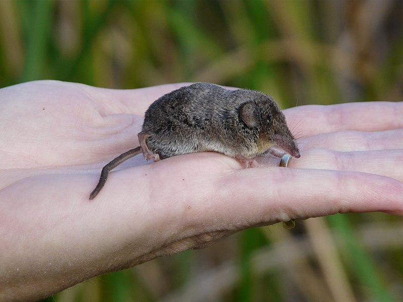 Buena Vista Lake shrew