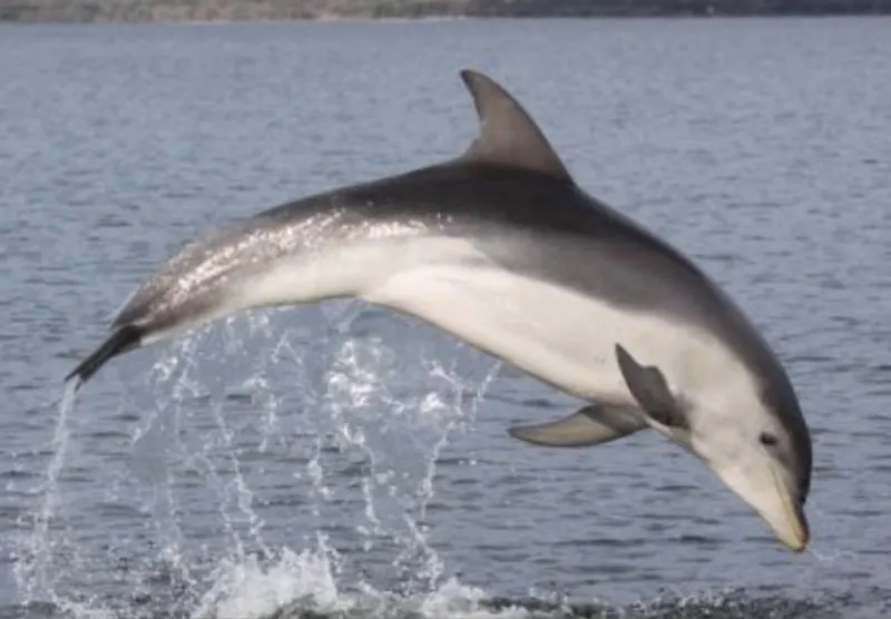 44 Different Types of Dolphins 12 Jumping Burrunan Dolphin