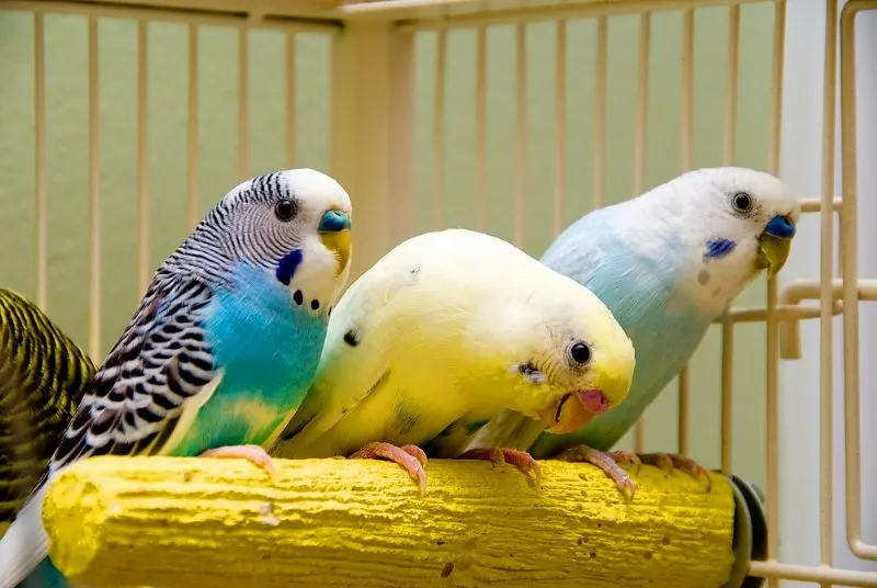  3 Parakeets sitting on a branch in a cage