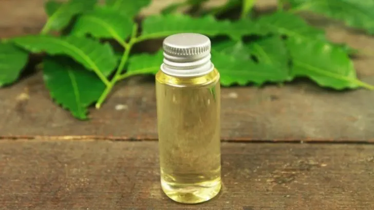 Can You Use Neem Oil on Herbs