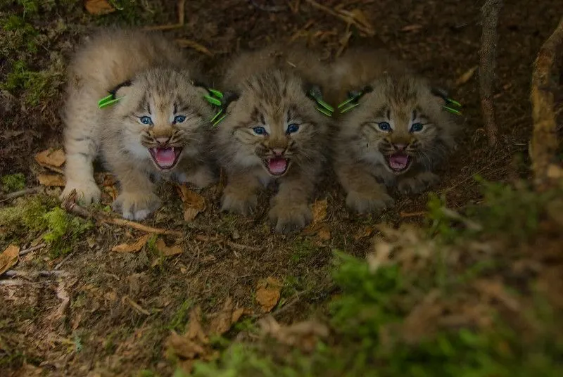 Canada Lynx