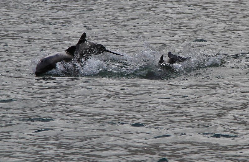 Chilean Dolphins