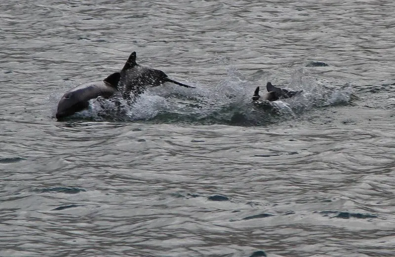 44 Different Types of Dolphins 13 Chilean Dolphins