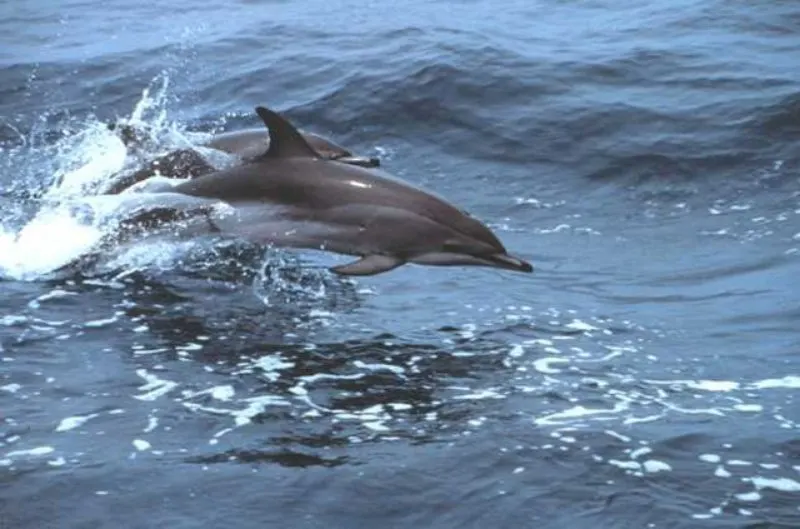 Jumping Clymene Dolphin