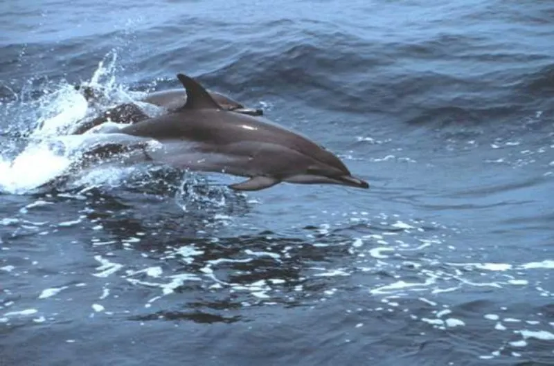 44 Different Types of Dolphins 15 Jumping Clymene Dolphin