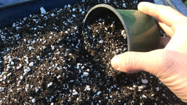 Coco Coir vs Perlite