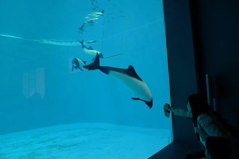 Commerson's Dolphin in an Aquarium