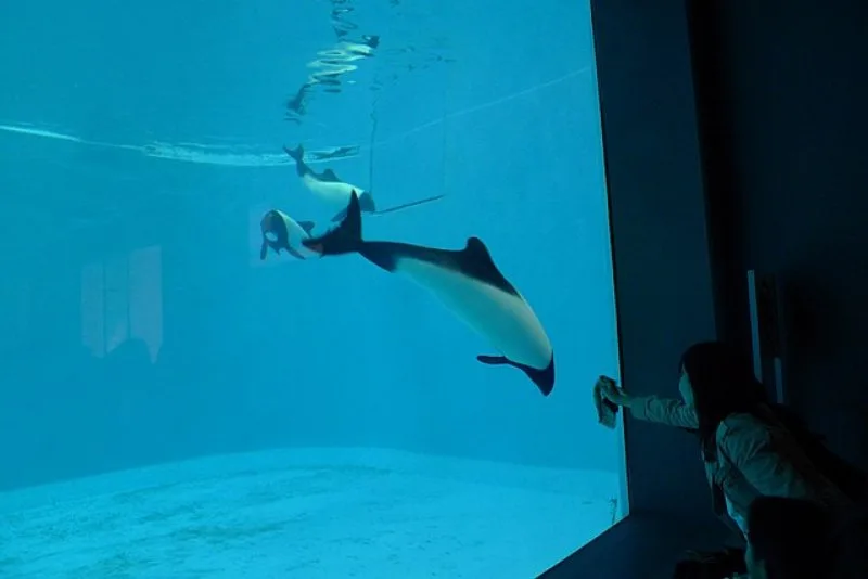44 Different Types of Dolphins 16 Commerson's Dolphin in an Aquarium