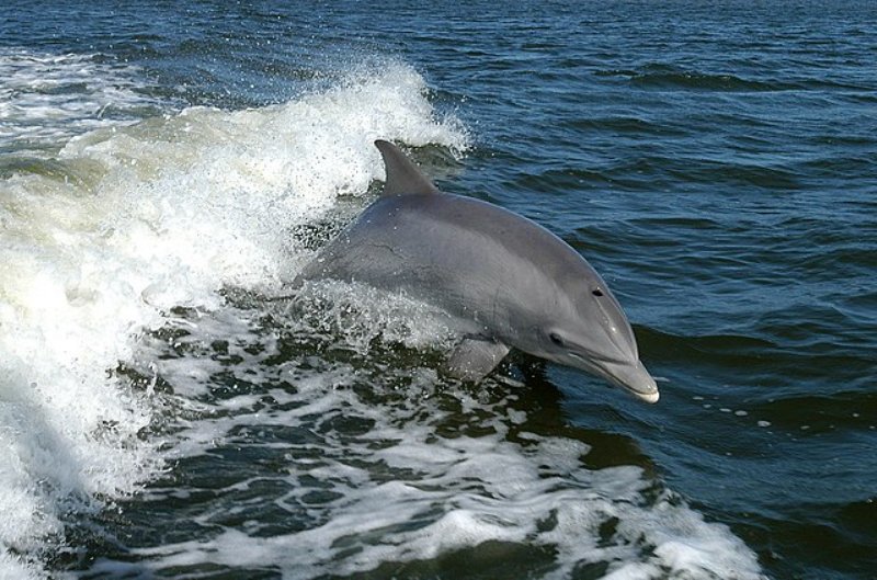 Jumping Common Bottlenose Dolphin