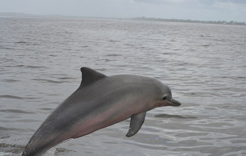 Jumping Costero Dolphin