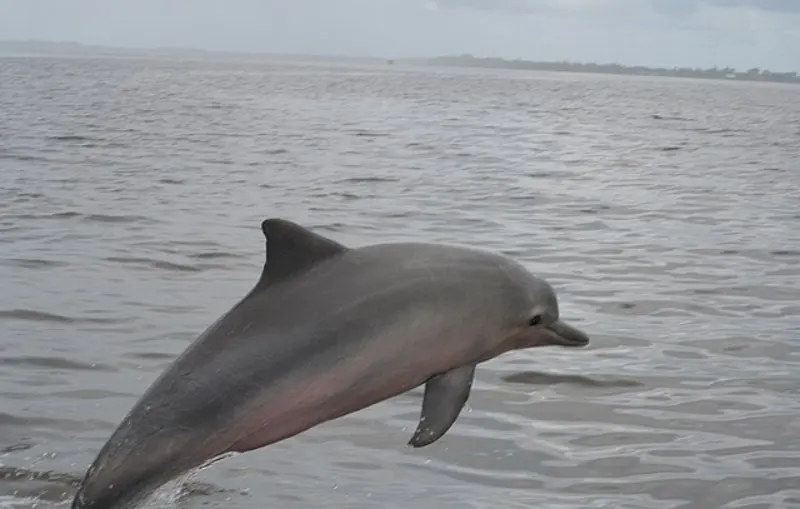 The Hebridean Whale and Dolphin Trust 2 Jumping Costero Dolphin