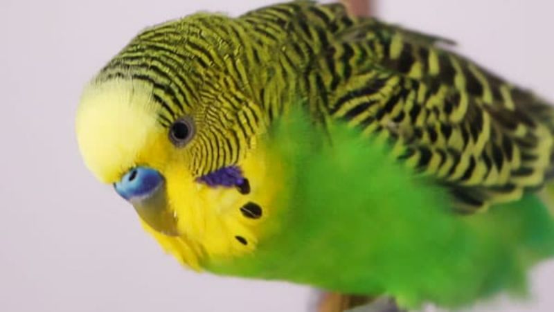 Do Parakeets Eat Bugs