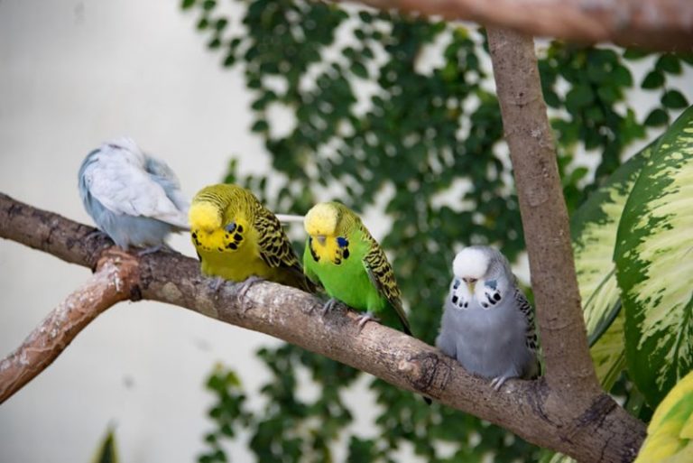 How do Parakeets Sleep? Everything That You Need To Know